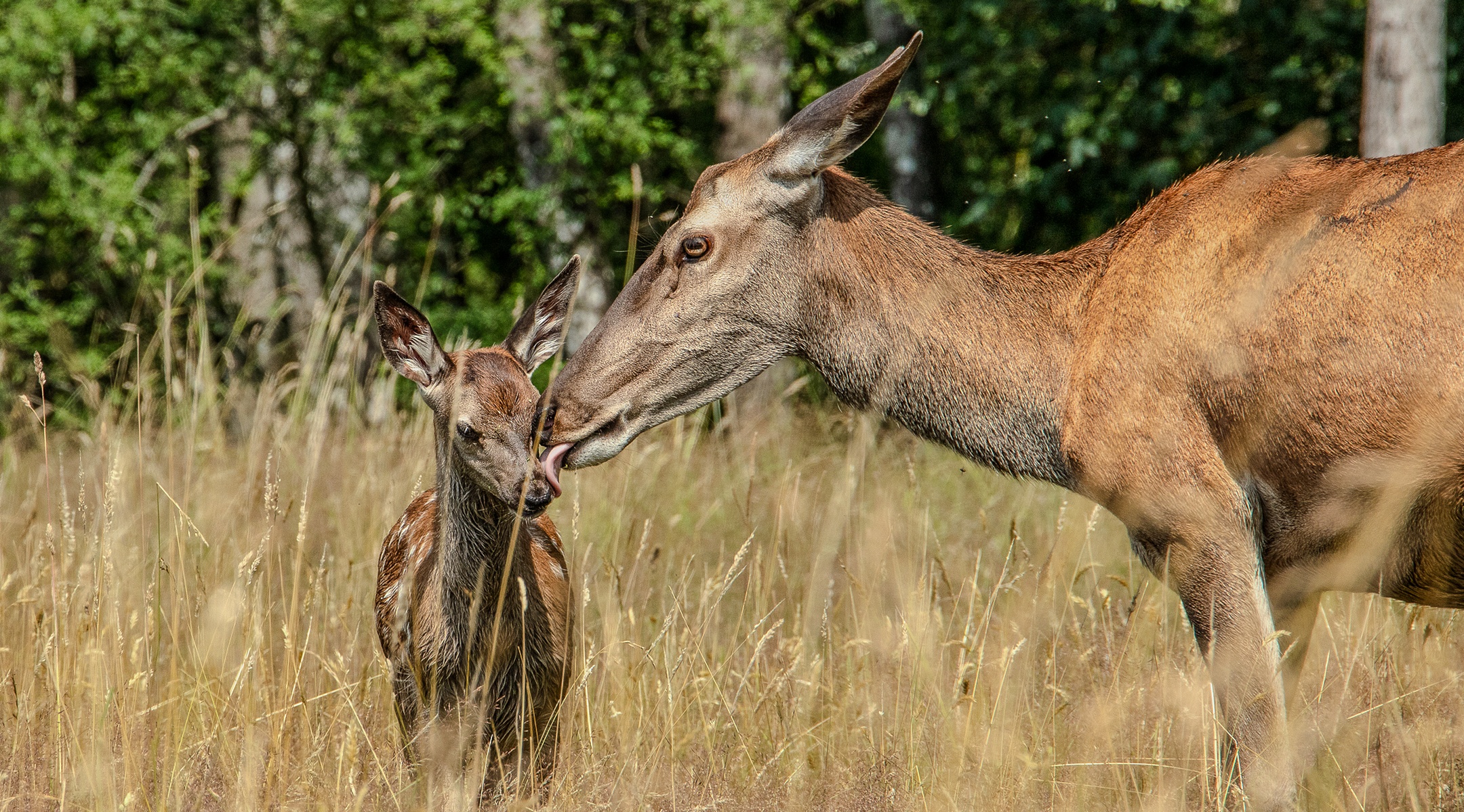 Bambi, l'histoire d'une vie dans les bois