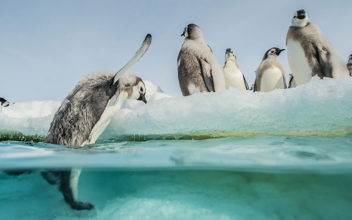 L'Empereur | Die Reise der Pinguine 2