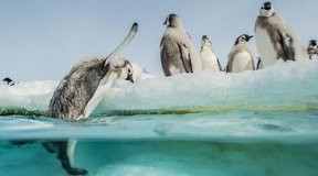 L'Empereur | Die Reise der Pinguine 2