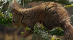 Le chêne