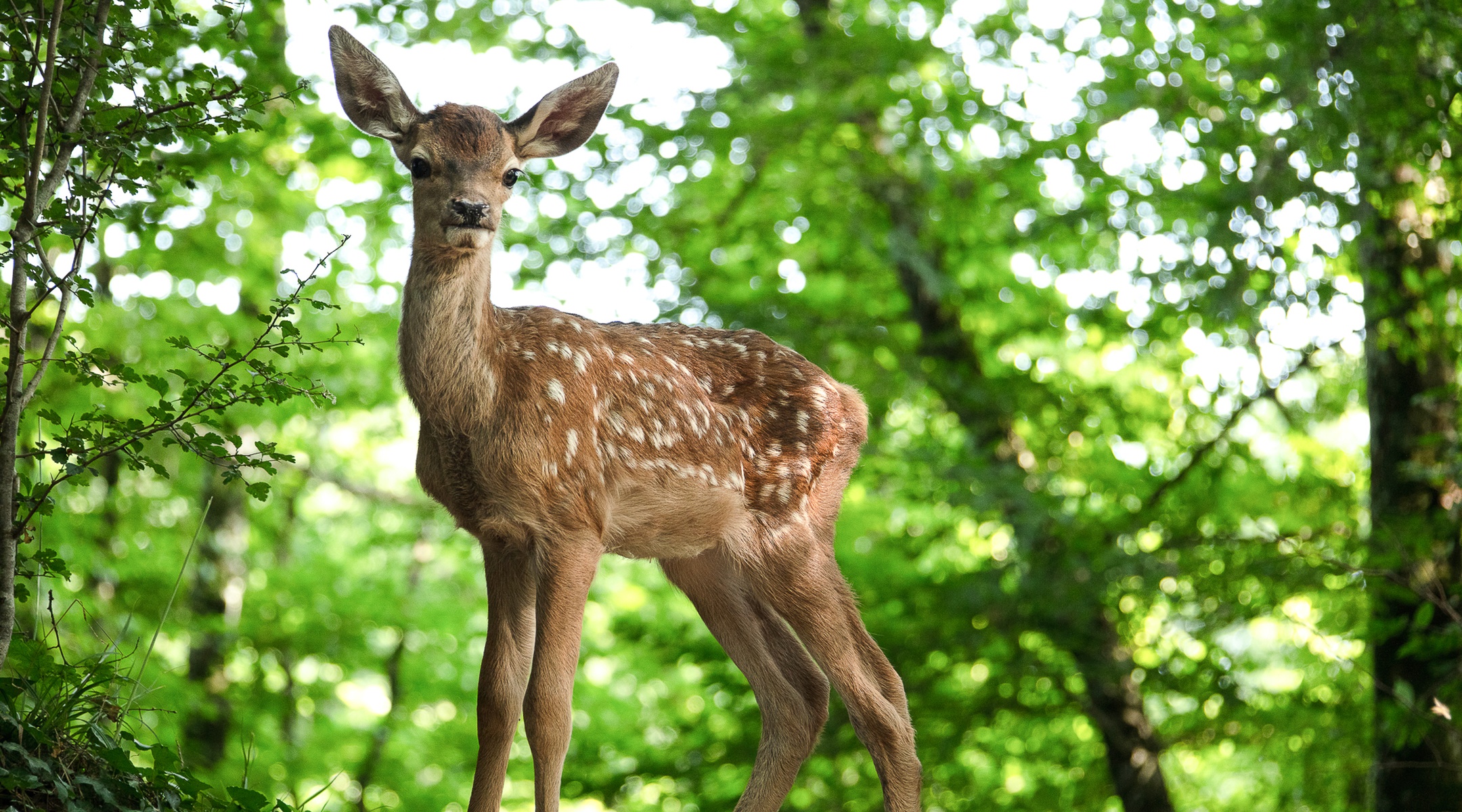 Bambi, l'histoire d'une vie dans les bois