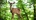 Bambi, l'histoire d'une vie dans les bois